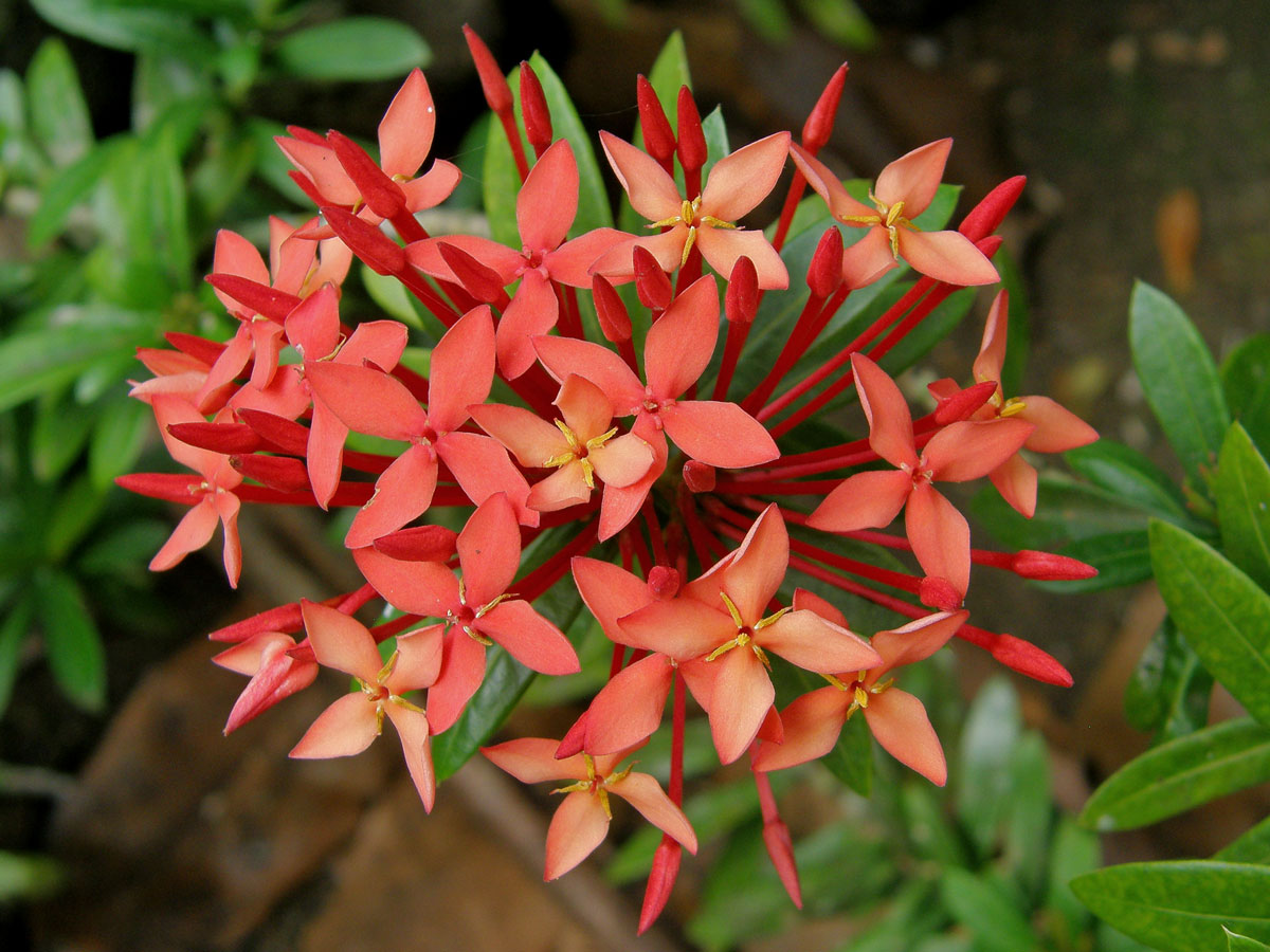 Ixora coccinea L.