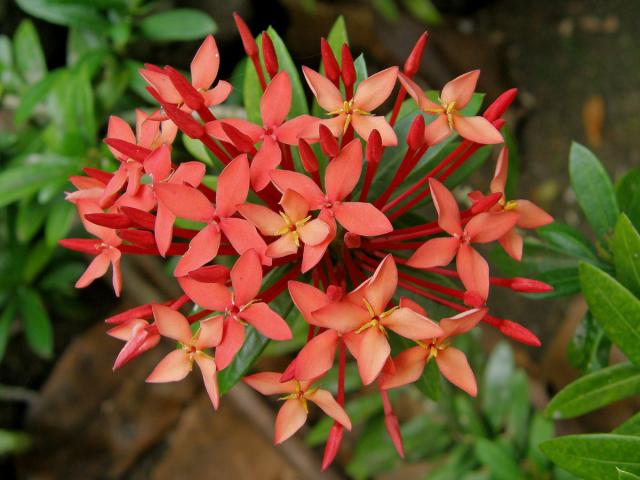 Ixora coccinea L.