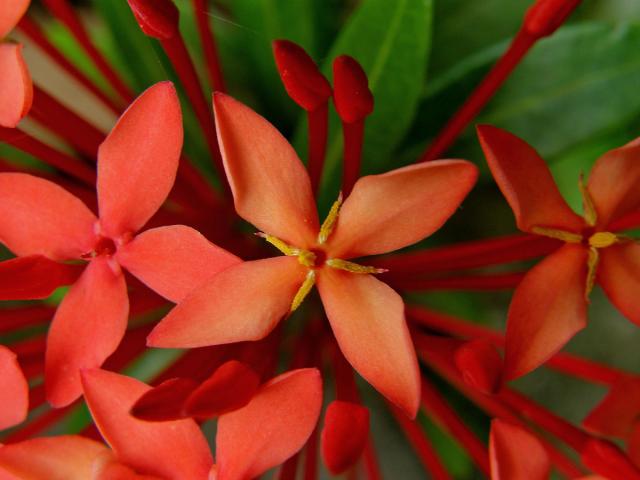 Ixora coccinea L.