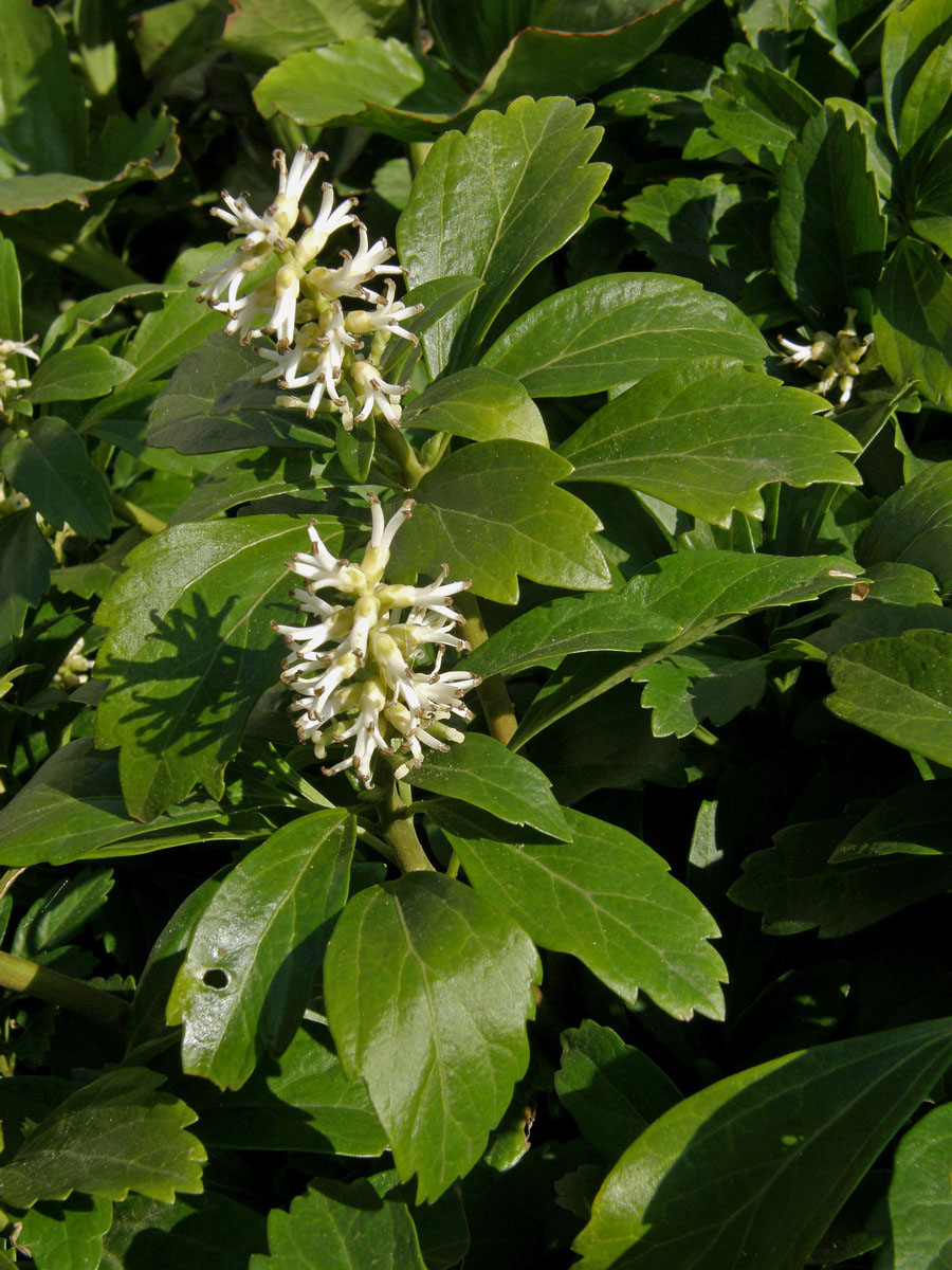 Pachysandra klasnatá (Pachysandra terminalis Siebold et Zucc.)