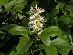 Pachysandra klasnatá (Pachysandra terminalis Siebold et Zucc.)