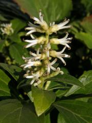 Pachysandra klasnatá (Pachysandra terminalis Siebold et Zucc.)