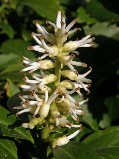 Pachysandra klasnatá (Pachysandra terminalis Siebold et Zucc.)