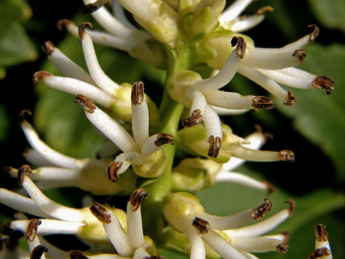 Pachysandra klasnatá (Pachysandra terminalis Siebold et Zucc.)