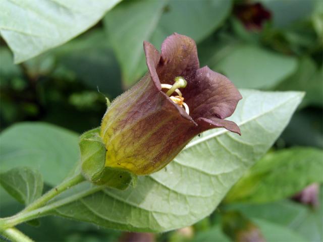 Rulík zlomocný (Atropa bella-donna L.)