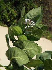 Plchoplod otevřený (Calotropis procera (Aiton) W. T. Aiton)