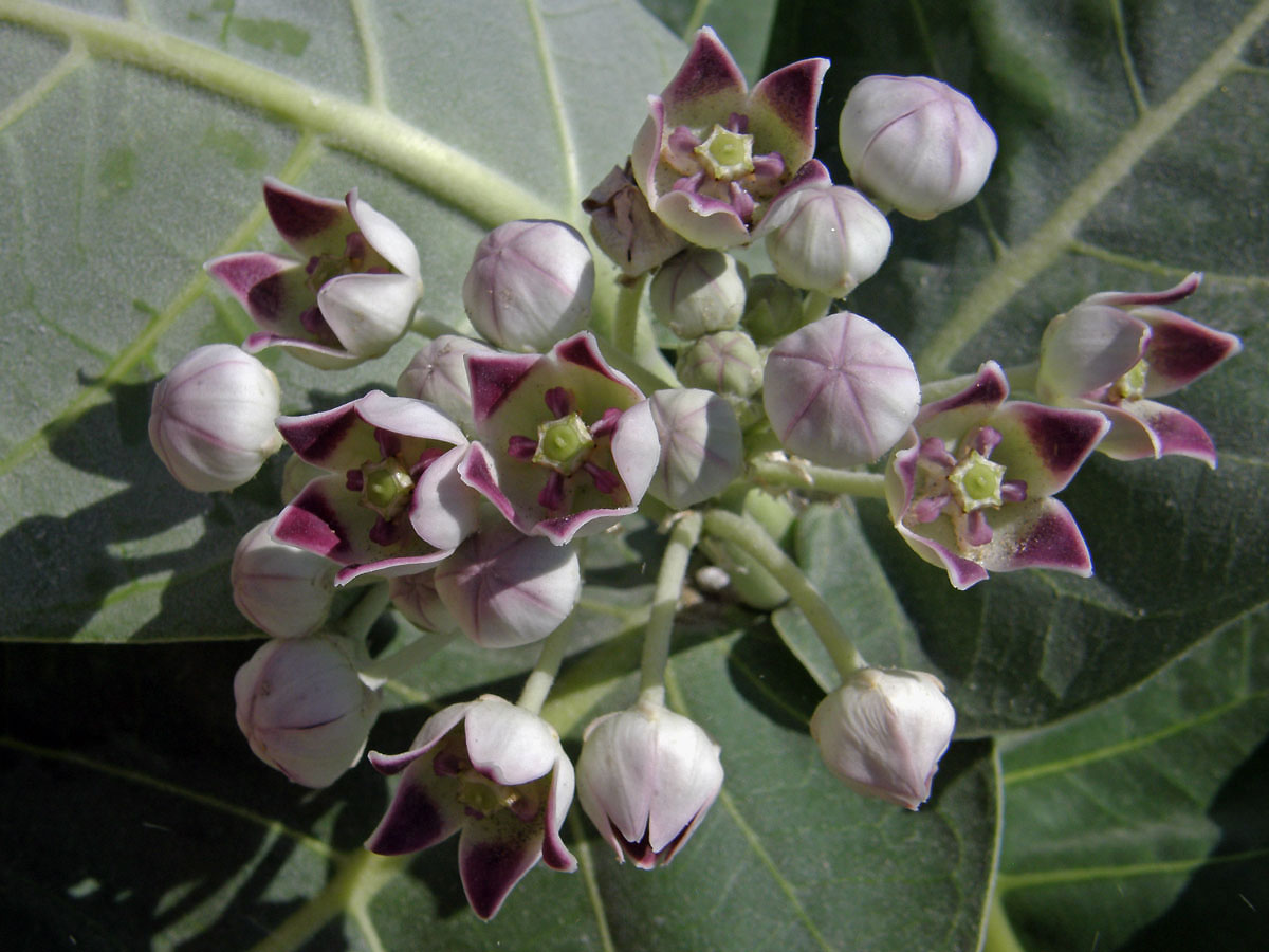 Plchoplod otevřený (Calotropis procera (Aiton) W. T. Aiton)