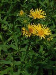 Oman britský (Inula britannica L.)