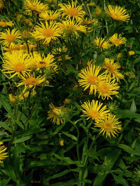 Oman britský (Inula britannica L.)