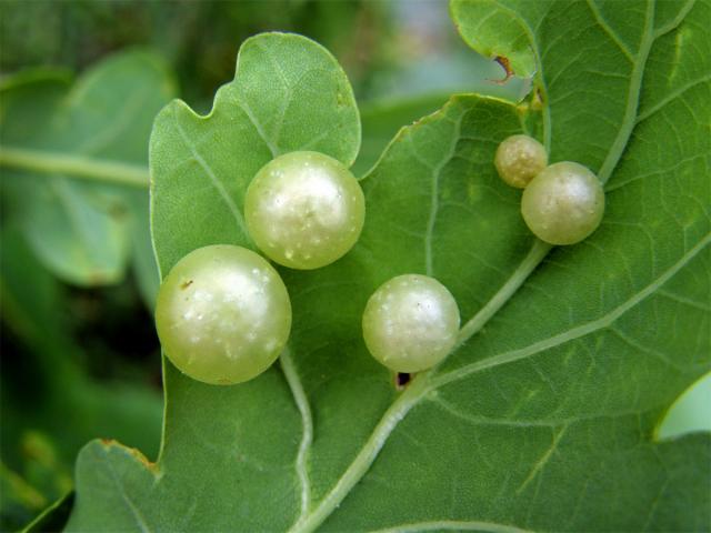 Hálky žlabatky hráškové (Neuroterus quercusbaccarum) - jarní generace, listy