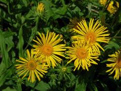 Oman britský (Inula britannica L.)