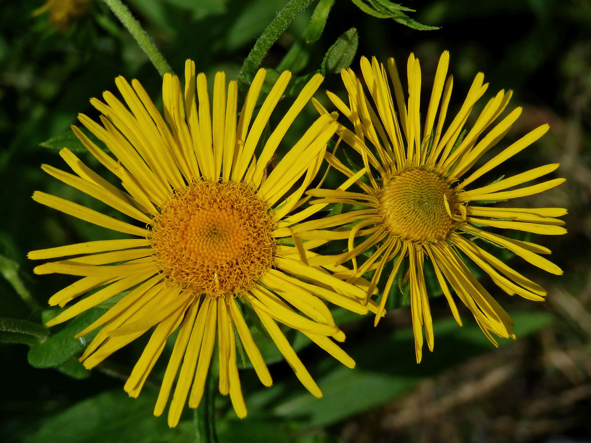 Oman britský (Inula britannica L.)