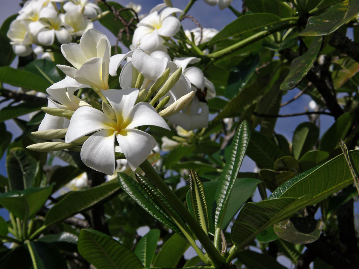 Plumérie (Plumeria alba L.)