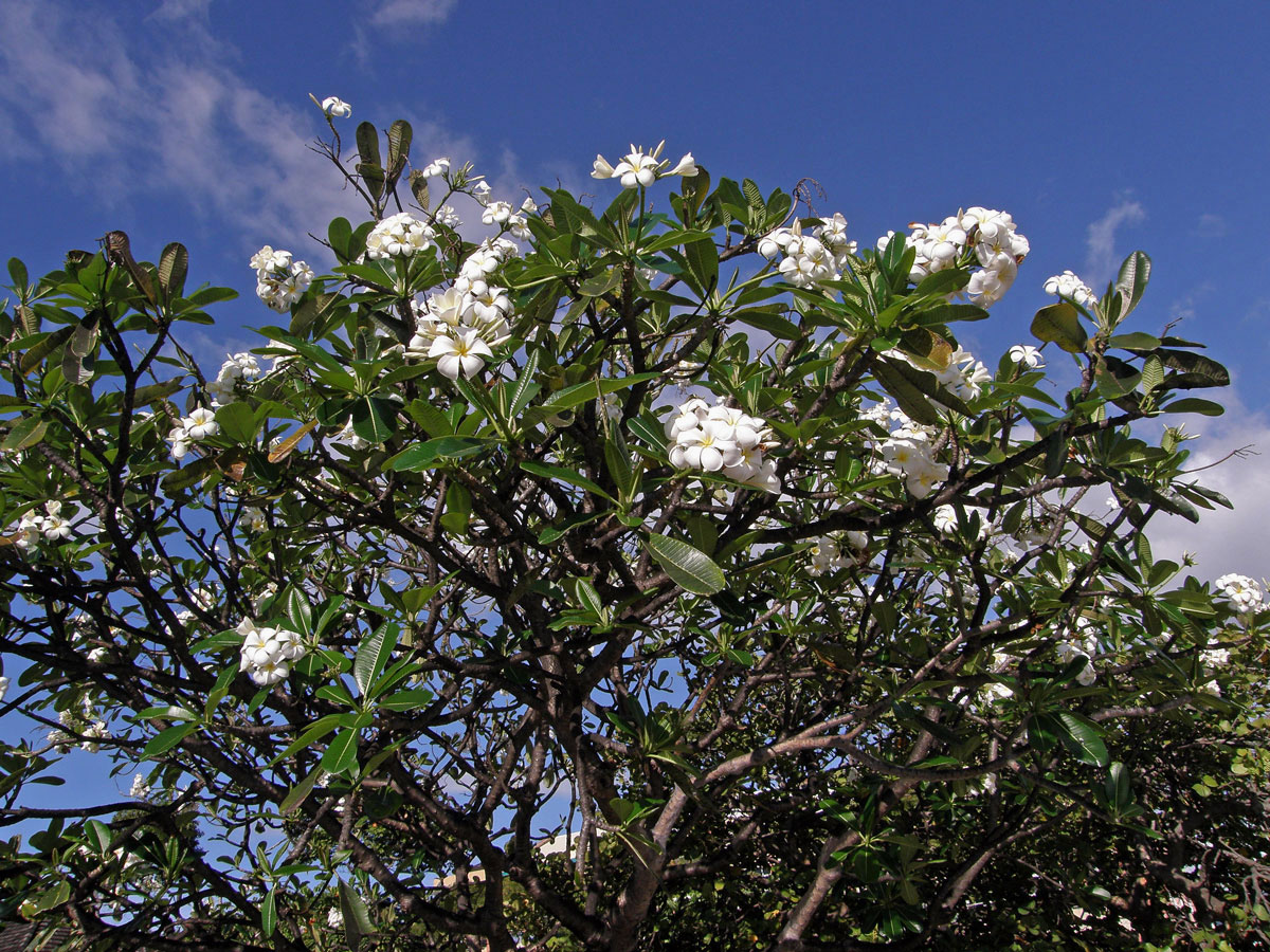 Plumérie (Plumeria alba L.)