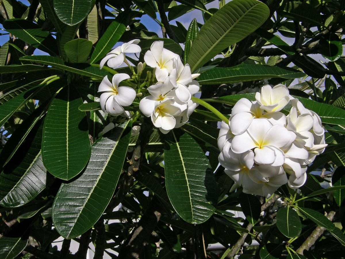 Plumérie (Plumeria alba L.)