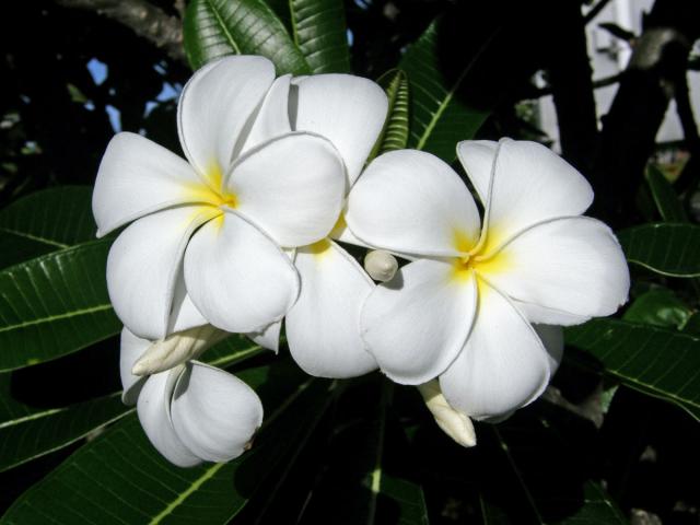 Plumérie (Plumeria alba L.)