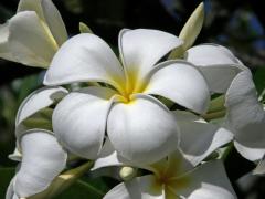 Plumérie (Plumeria alba L.)