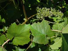 Réva vinná (Vitis vinifera L.)