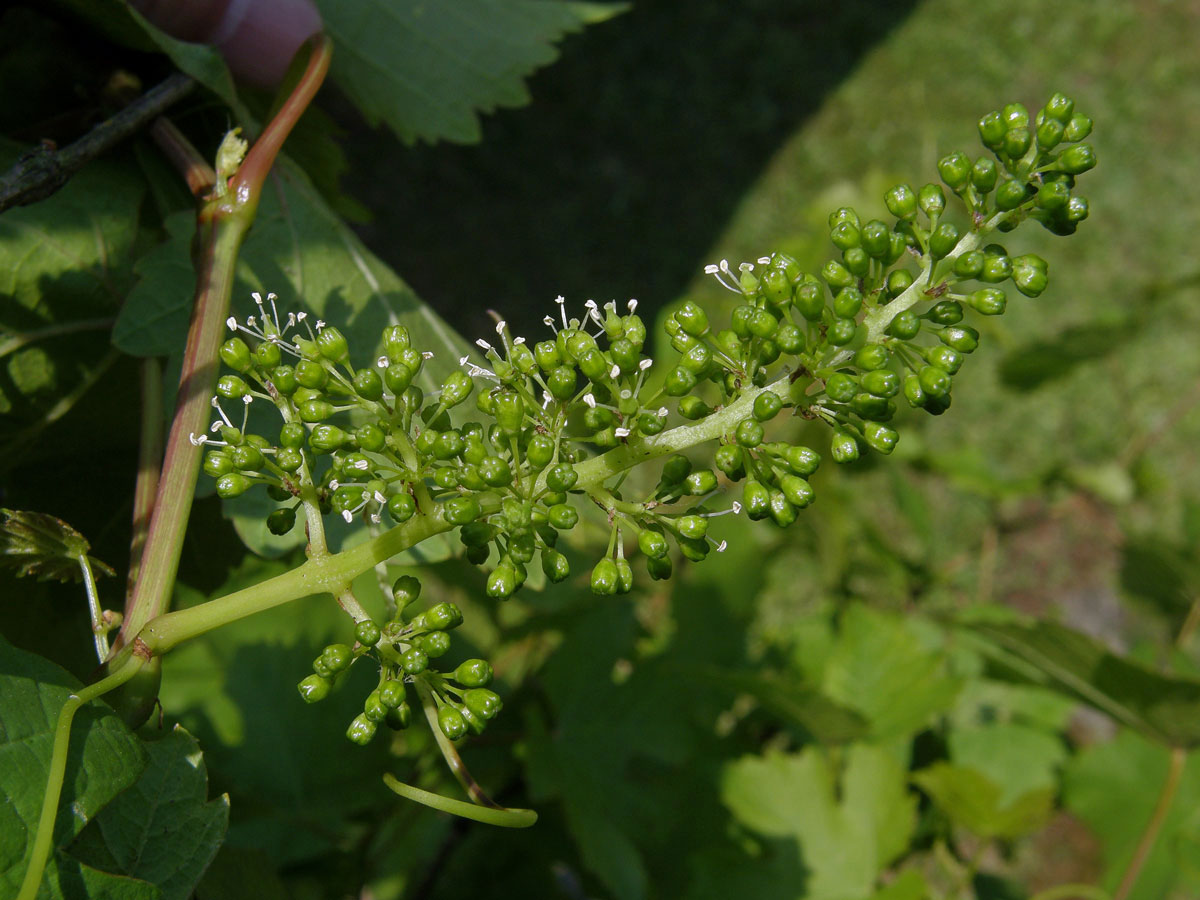 Réva vinná (Vitis vinifera L.)