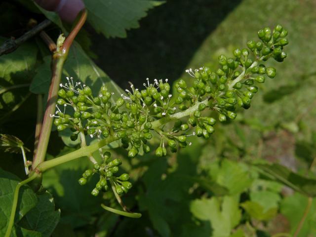 Réva vinná (Vitis vinifera L.)