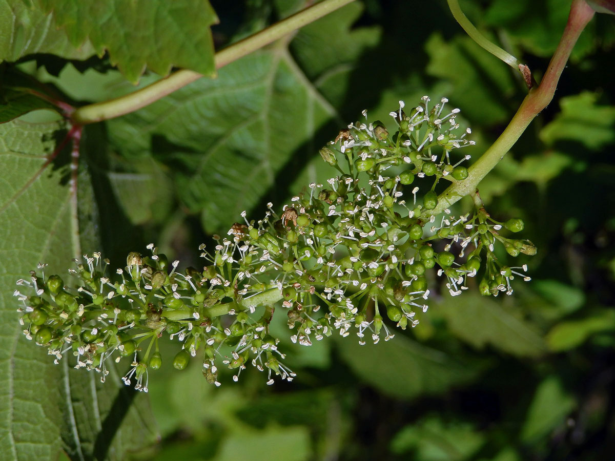 Réva vinná (Vitis vinifera L.)