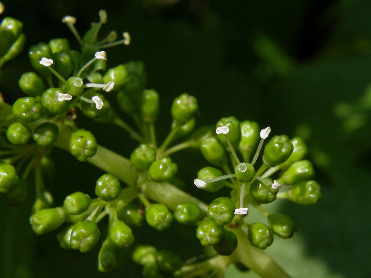 Réva vinná (Vitis vinifera L.)