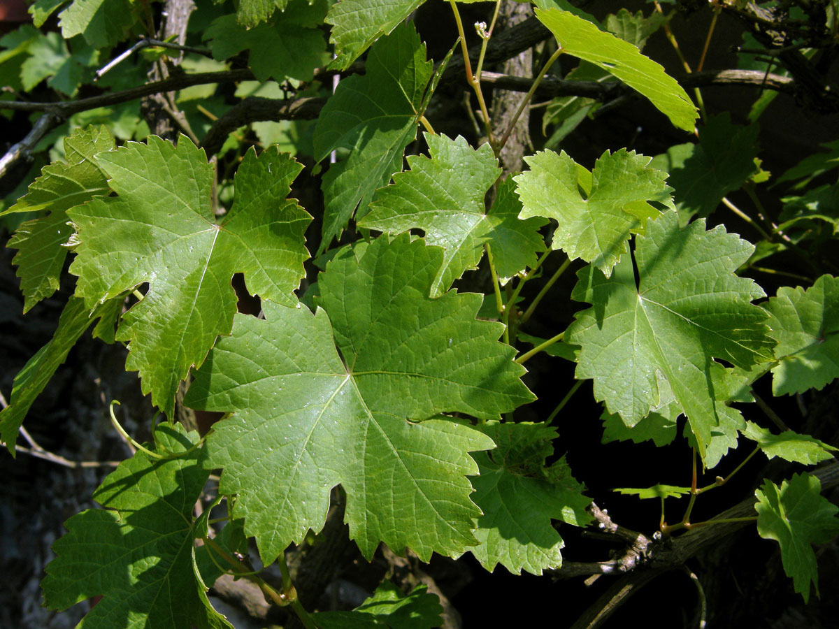 Réva vinná (Vitis vinifera L.)