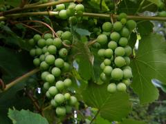 Réva vinná (Vitis vinifera L.)