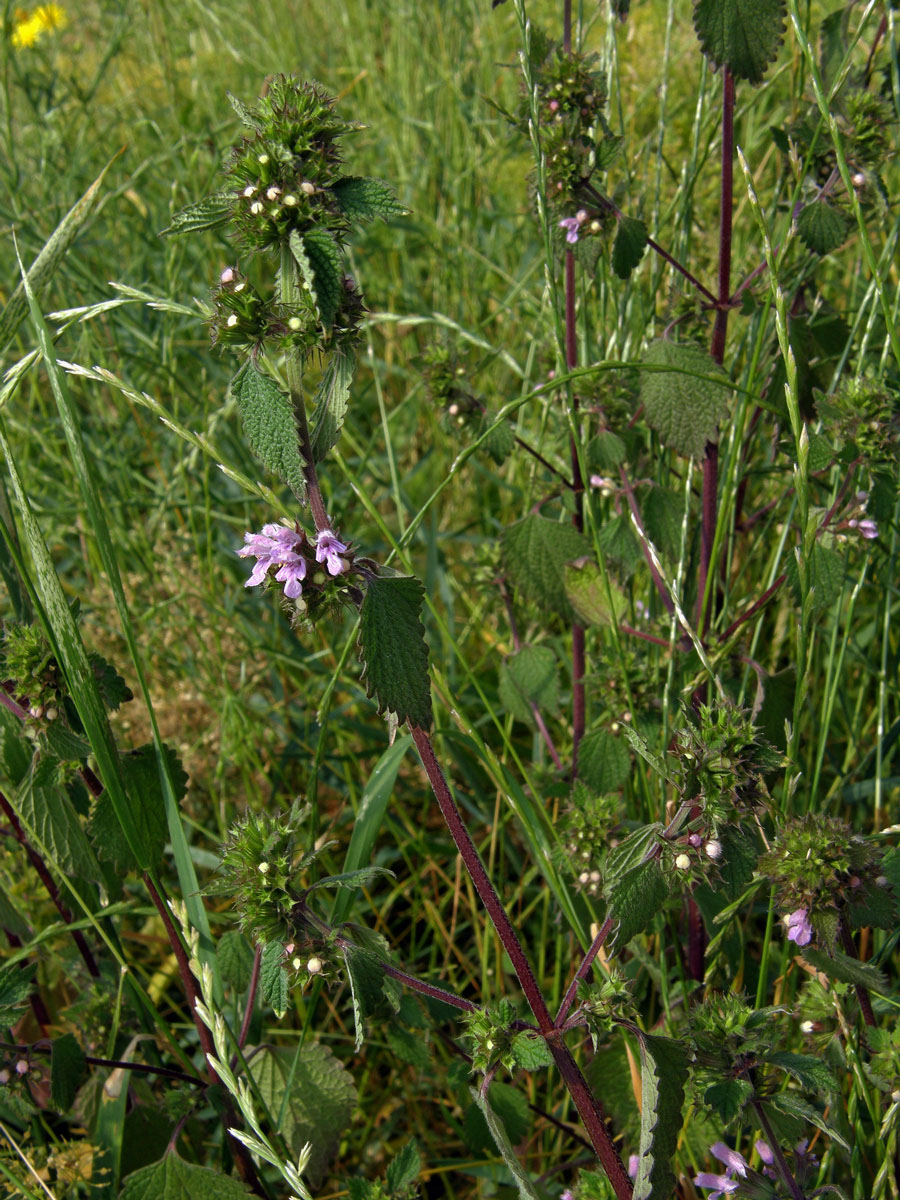 Měrnice černá (Ballota nigra L.)