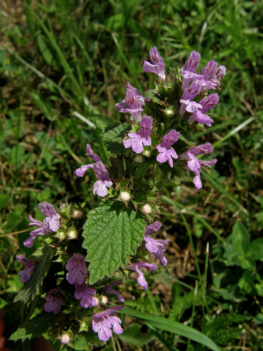 Měrnice černá (Ballota nigra L.)