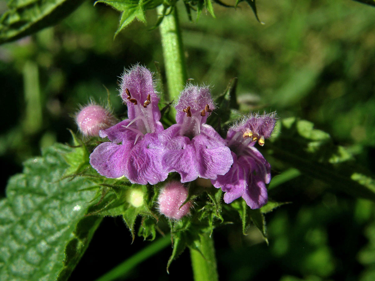 Měrnice černá (Ballota nigra L.)