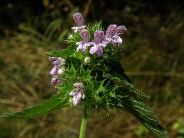 Měrnice černá (Ballota nigra L.)