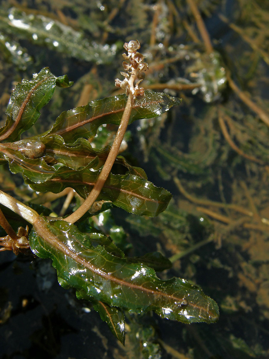 Rdest kadeřavý (Potamogeton crispa L.)