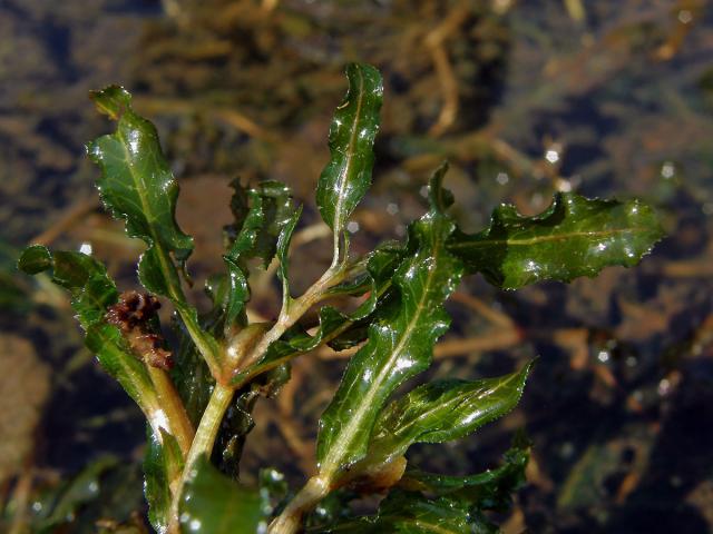 Rdest kadeřavý (Potamogeton crispa L.)