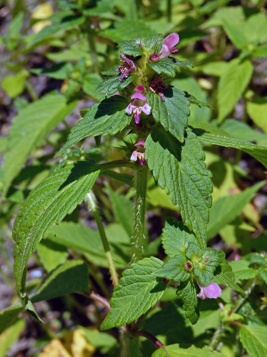 Konopice dvouklaná (Galeopsis bifida Boenn.)