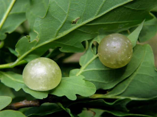 Hálky žlabatky hráškové (Neuroterus quercusbaccarum) - jarní generace, listy