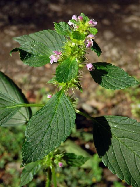 Konopice dvouklaná (Galeopsis bifida Boenn.)