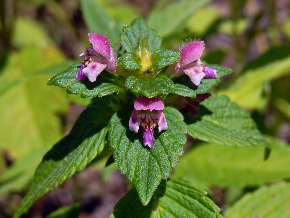 Konopice dvouklaná (Galeopsis bifida Boenn.)