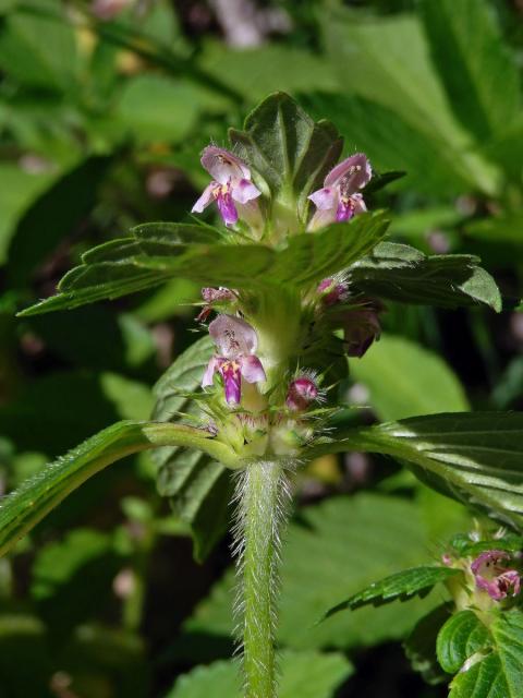 Konopice dvouklaná (Galeopsis bifida Boenn.)