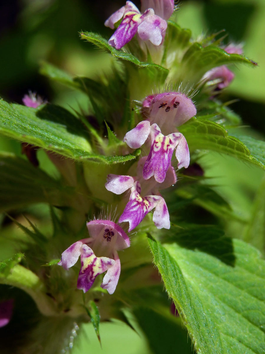 Konopice dvouklaná (Galeopsis bifida Boenn.)