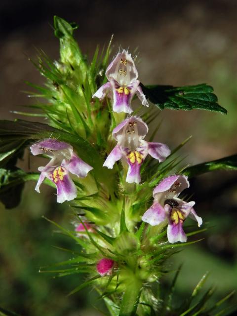 Konopice dvouklaná (Galeopsis bifida Boenn.)