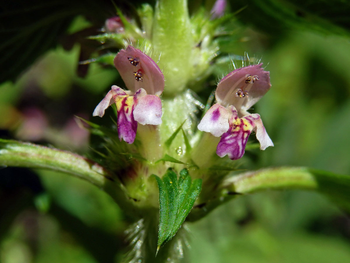 Konopice dvouklaná (Galeopsis bifida Boenn.)