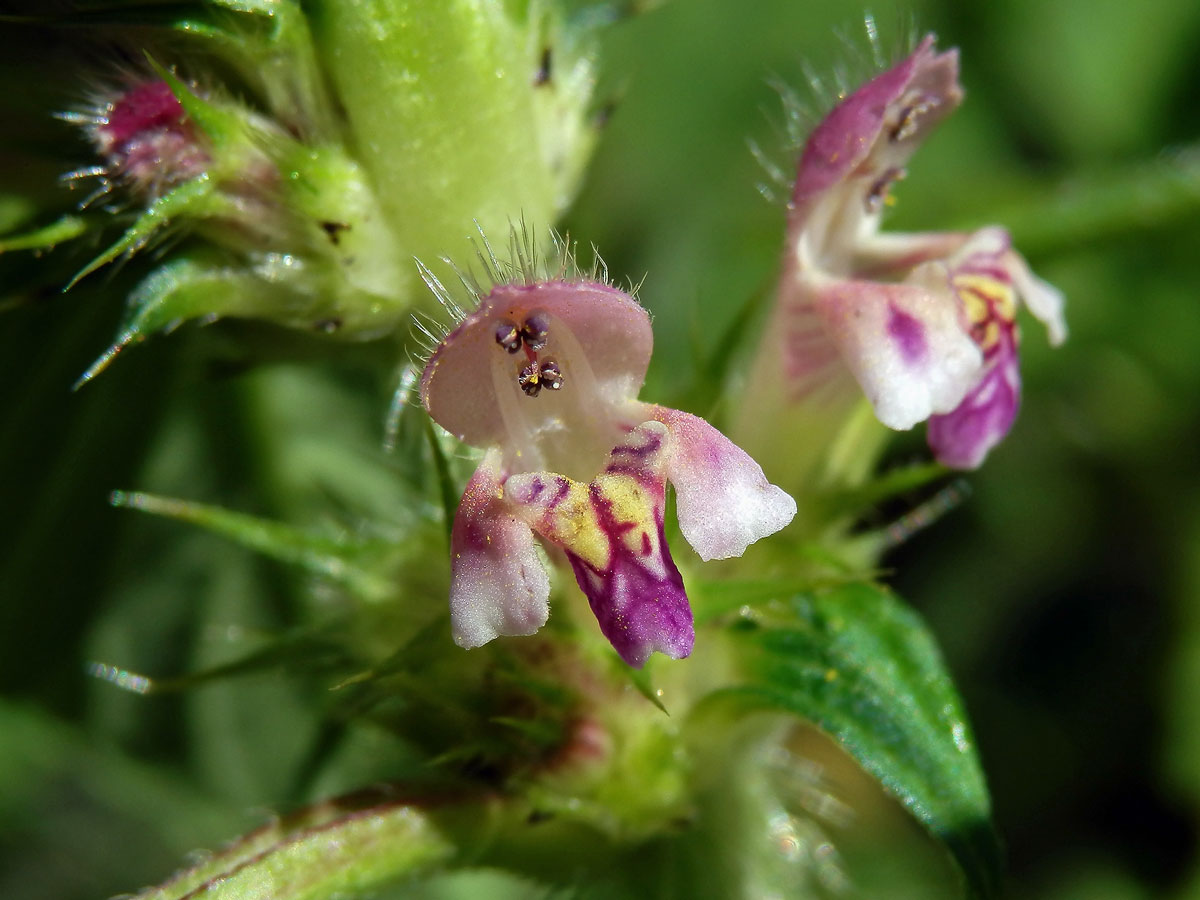 Konopice dvouklaná (Galeopsis bifida Boenn.)