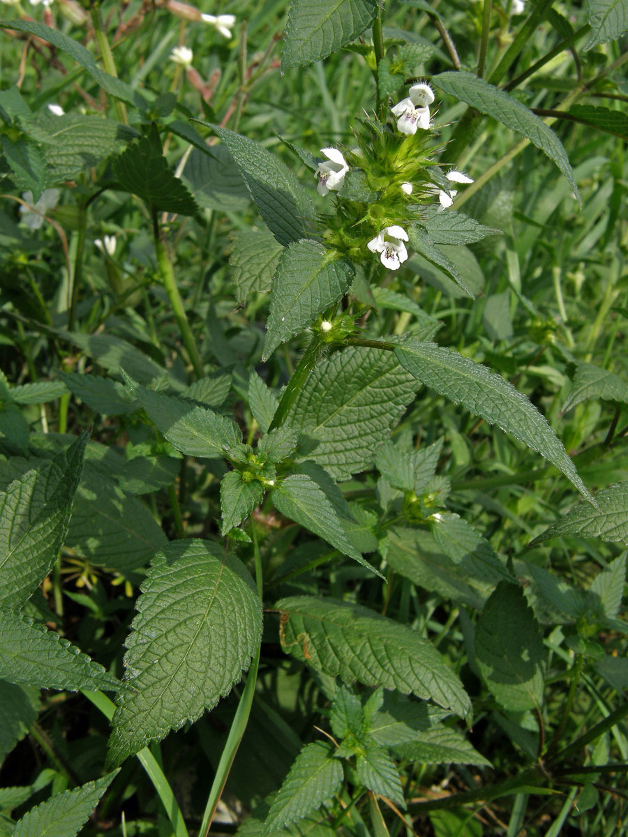 Konopice polní (Galeopsis tetrahit L.)