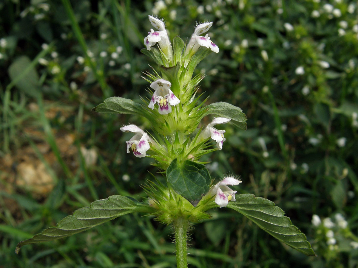 Konopice polní (Galeopsis tetrahit L.)