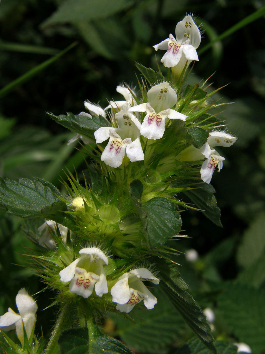 Konopice polní (Galeopsis tetrahit L.)