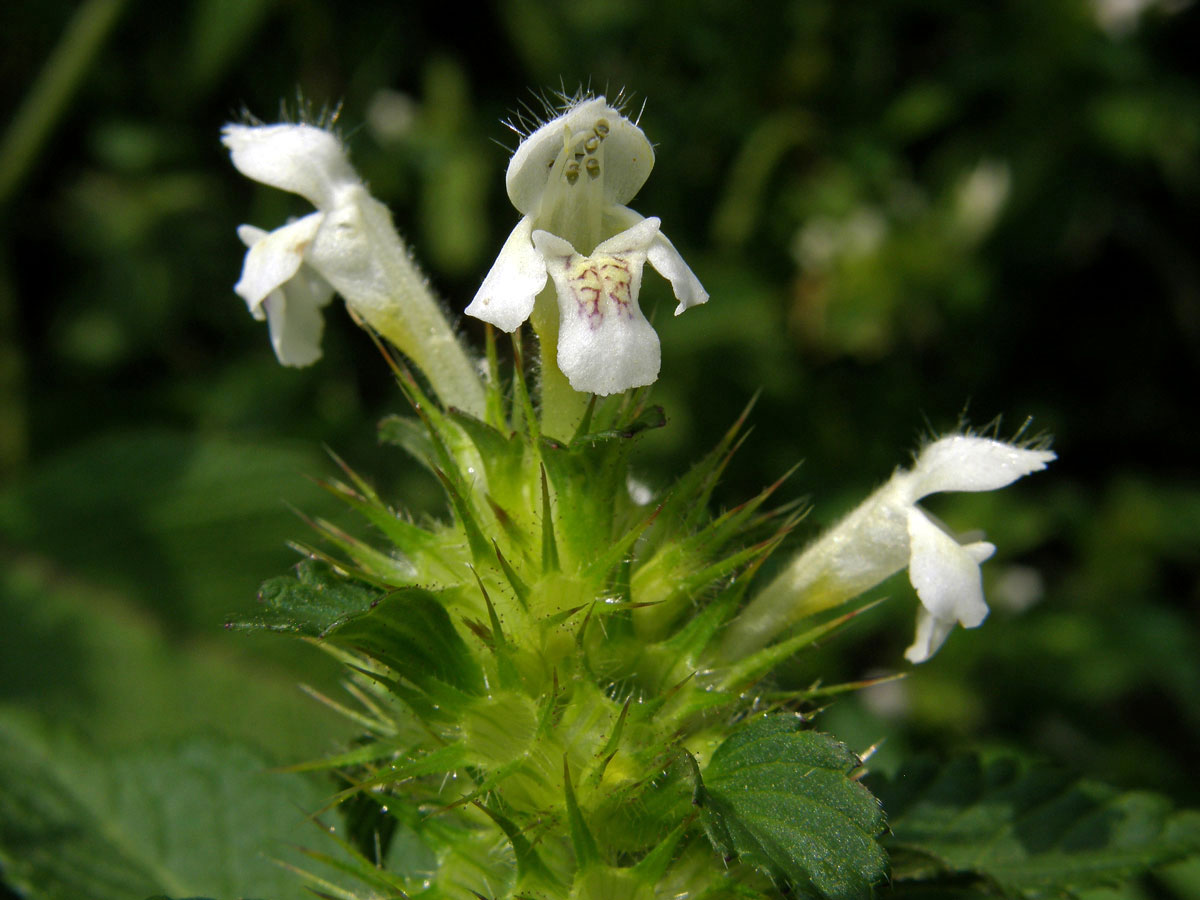 Konopice polní (Galeopsis tetrahit L.)