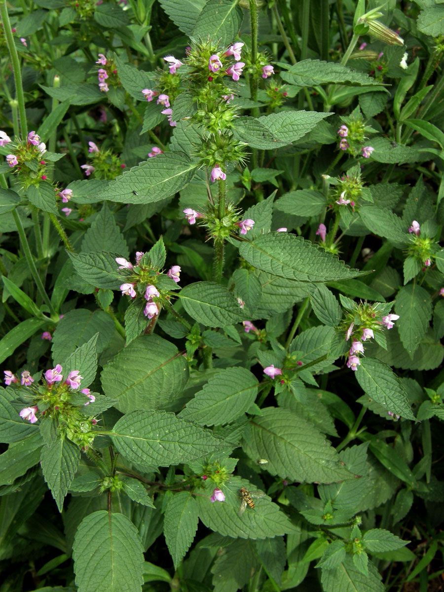 Konopice polní (Galeopsis tetrahit L.)