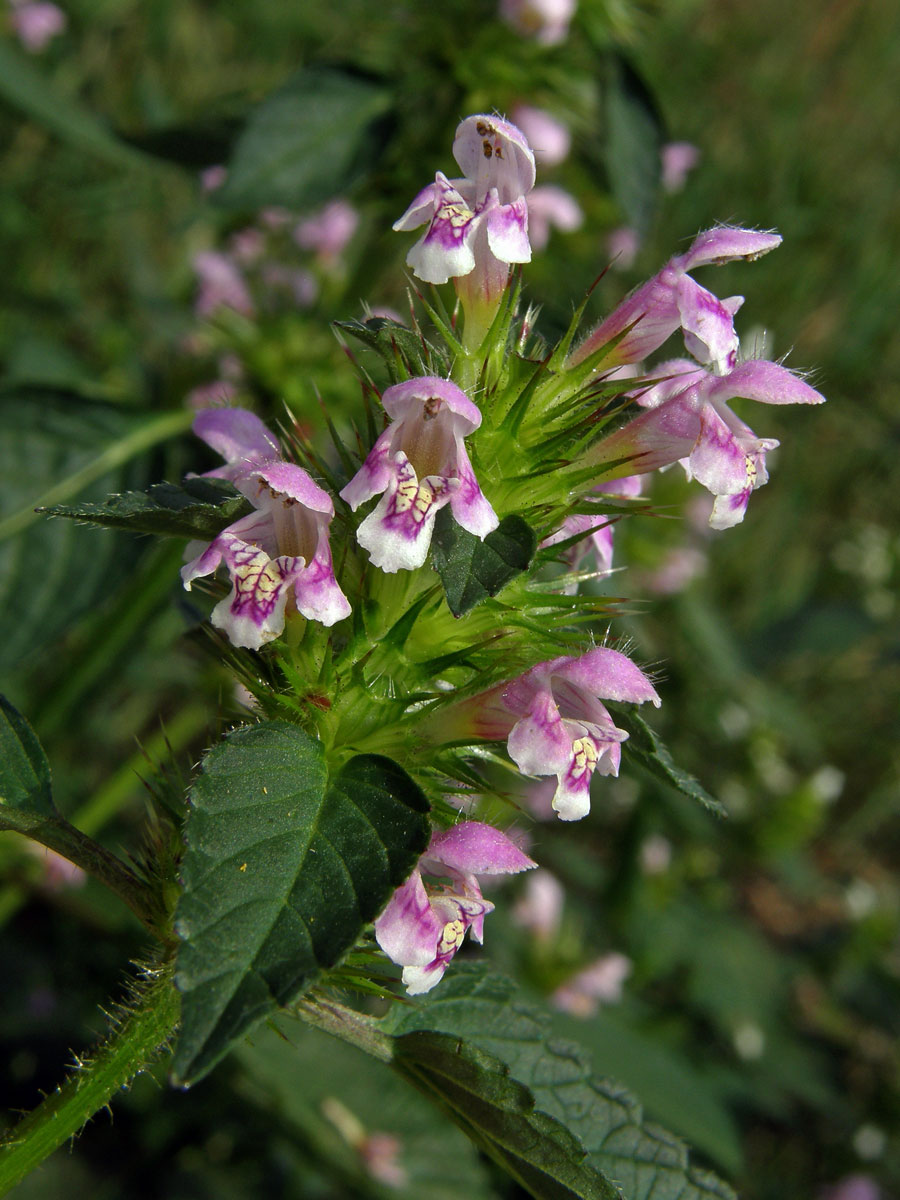 Konopice polní (Galeopsis tetrahit L.)