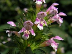 Konopice polní (Galeopsis tetrahit L.)